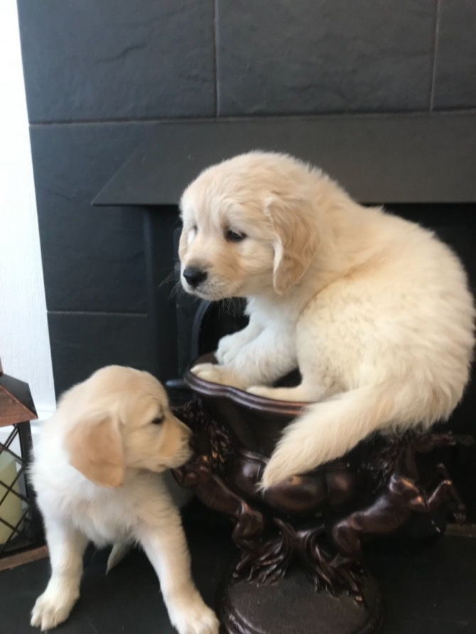 AKc Registered Chunky Golden Retriever Puppies